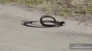 Serpiente se mata sola 🤣🤣🤣🤣!!!@#@$#