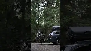 Pivot v2 on Subaru Outback