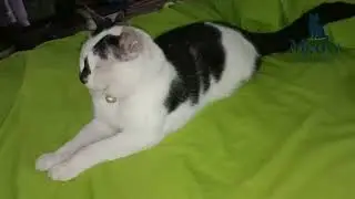 Kucing Mode.Santai Hingga Mode Galak