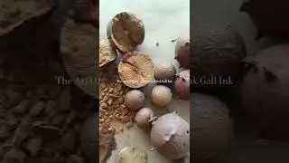 Making Historical Oak Gall Ink #tinta #medieval #art #arteynaturaleza