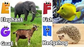 ABC Safari Animals song | Alphabet Song for Kids | Fun Learning Video | Koko Study Class 2026