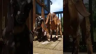 adorable little goats in the sun #adoreble #cuteanimal #cute #baby #goat