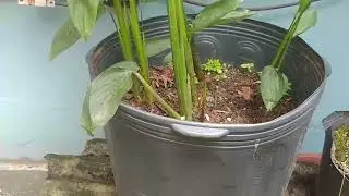 Como manejar a araruta, esta raiz sensacional sem gl&uacute;ten, para produzir muito Maranta arundinacea