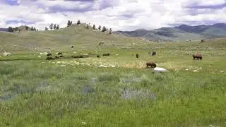 1 hour Bison in the Plains Soothing Meditation Music