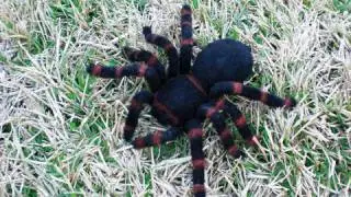 Giant Tarantula