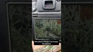 Depth of field (dof) preview shows the actual dof you're using instead of the lowest dof