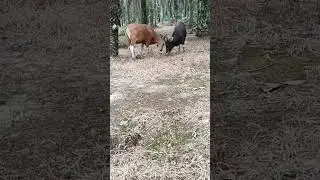duel #duniasapi #cow #sapijantan