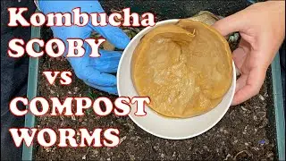 Kombucha SCOBY Worm Bin Experiment + lemon update | Vermicompost Worm Farm