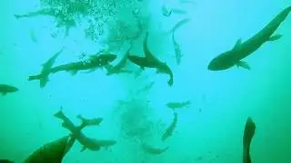 Gilboa Ohio Diver Duffs perspective
