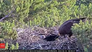 Primera ceba del día - Buitre negro - P.N. Sierra de Guadarrama