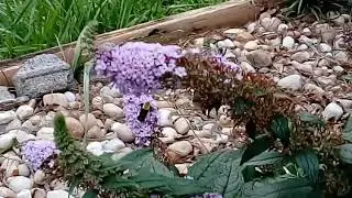 Lobster moth sighting