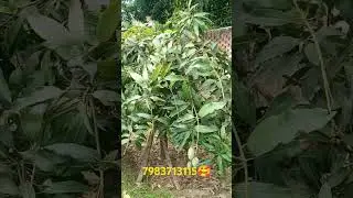 #farming #amrapalimango 😭😭7983713115