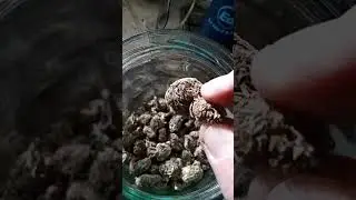 Old weed strain