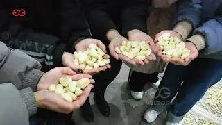 2T/H Garlic Peeling, Color Sorting, Grading and Packaging Production Line