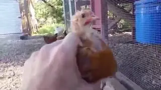 GALLUSCAM | V&iacute;deos Graciosos | Gallina Camarografa