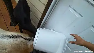 Maya's goats get themselves into a sticky situation