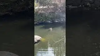Funny Goose Diving in the river