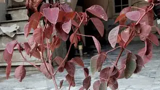 How to repot Red Bush plant