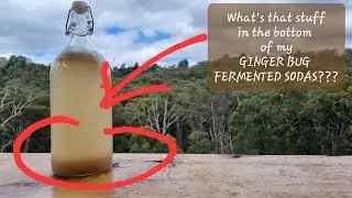 Sediment in Fermented Sodas
