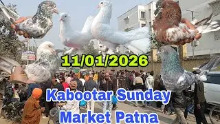 Kabootar Sunday Market Patna #pigeon #kabutar 