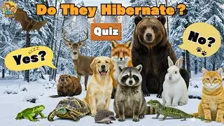 Guess Who Hibernates❄️💤☀️ | Animal Quiz for Kids