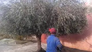 جني الزيتون بمناطق تادلةMachine à rècolter les olives(vibreur)AIMA(italie).tel.0620205204(mostafa)
