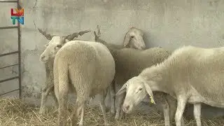 Feira de Gado em Trancoso
