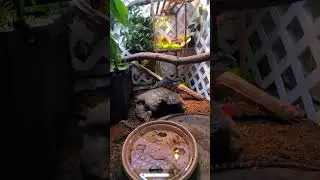 Steve and Ivy, my Australian water dragons, are still getting to know each other😁