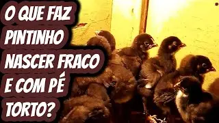 Por que os pintinhos nascem fracos e deficientes? o que faz pintinho nascer aleijado com p&eacute; torto?