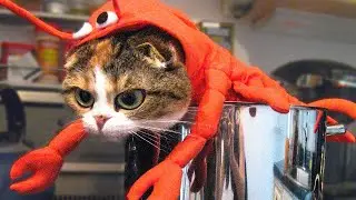 FUNNIEST👻 CATS AND DOGS🐶 - AWESOME FUNNY🤣 PET BRIGHT ANIMALS VIDEOS😂  ( 2021     )