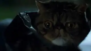Cats and Dogs Agent Offer Sound Effects Version 25th Anniversary Special
