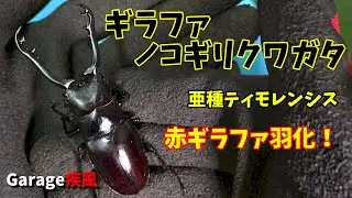 ギラファノコギリクワガタ羽化　亜種ティモレンシス　赤ギラファが羽化しました　#クワガタ　#カブトムシ