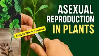 Asexual Reproduction in Plants |  Simple Science Lesson