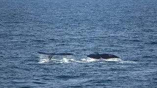 Rare Sighting of North Pacific Right Whales in Alaska