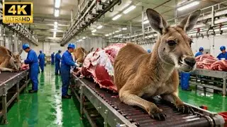 Inside a Kangaroo Factory: How Wild Kangaroos Become Premium Meat Products (Full Process)