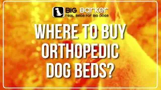 Where To Buy Orthopedic Dog Beds? | Big Barker