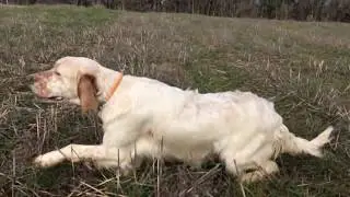 Setter Ferma  Eğitim #ercanpointer  Ercan Pointer Setter