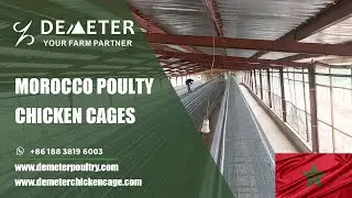 Morocco Layer Battery Poultry Farm Chickem Cage System for 10,000PCS Birds #chickencagemorocco