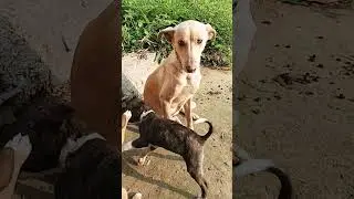 #Dewansh#sharma#new#Dogs#videos #funny