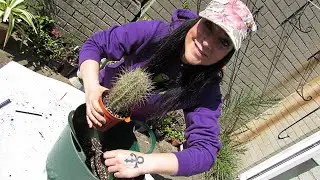 Thelocactus bicolor - Care Tips & Info & Repotting