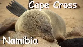 Cape Cross - Namibia Teil 8