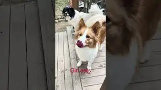 Table manner: Boy vs Girl#dog #tablemanner