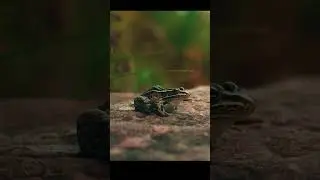REPTILES 4K - magical pianomusic #pianomusic #reptiles #wildlife 🎹