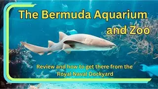Bermuda Aquarium Museum & Zoo, the BAMZ, and how to get there from the cruise dock