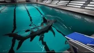 SWIMMING WITH SHARKS