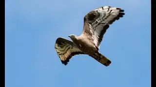 European honey buzzard