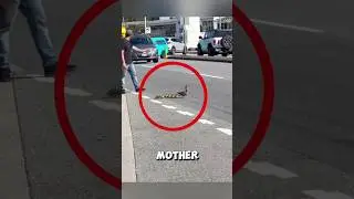 Kind strangers help a duck family safely cross the road ❤️ #duck