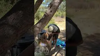 Proper big Cape Cobra relocation #dieslangou #snake #cobra #fyp 