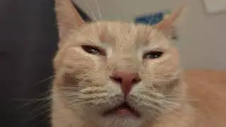 Orange cat braincell firmware update sequence
