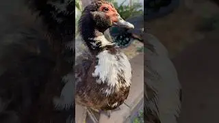 Cute Wild Duck short #shorts #cuteduck #duck #wildduck #duckpet #birds #cuteanimals